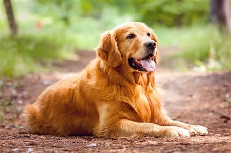 Red Golden Retriever Puppies The Perfect House Pet