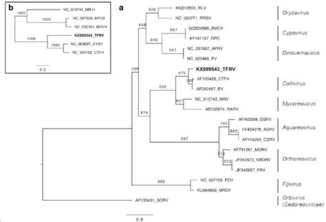 Phylogenetic Trees A Maximum Likelihood Ml Tree Based On Deduced