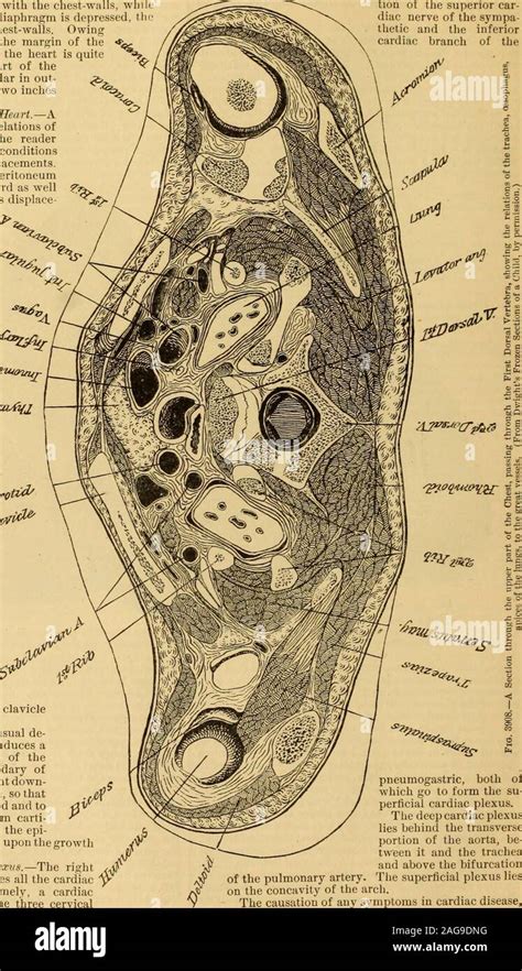 Epigastrium hi-res stock photography and images - Alamy