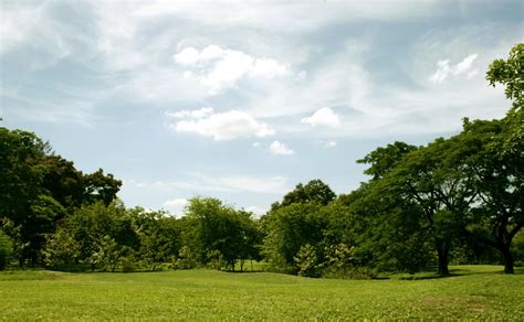 Green Grass And Trees 1959922 Stock Photo At Vecteezy