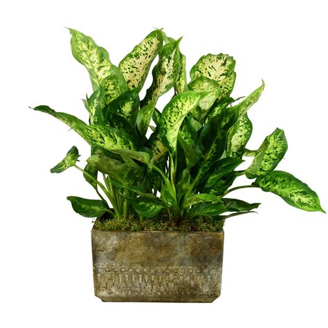 Golden Pothos - AprilFlorist.co.uk