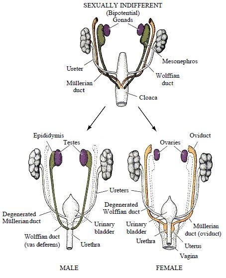 Development Of The Reproductive System Embryology Teachmeanatomy