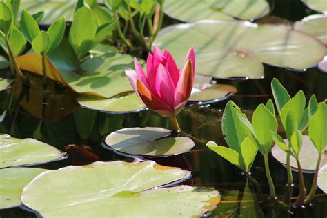 Seerose Lila Blüte Kostenloses Foto Auf Pixabay