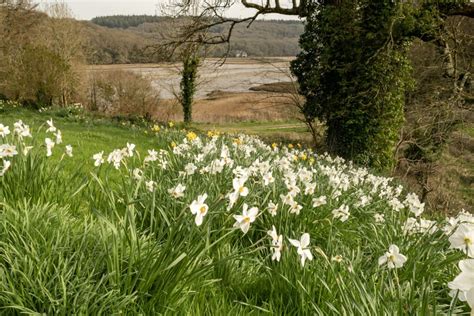 Daffs Holbeton Parish Council