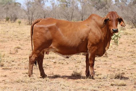 Australian Brahman Cattle Breeders Samari Red Brahmans