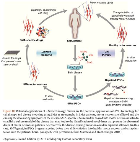 Induced Pluripotency and Epigenetic Reprogramming 