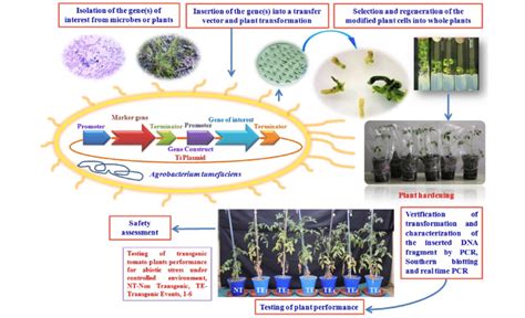 Various Steps In Tomato Transgenic Development Through Application Of