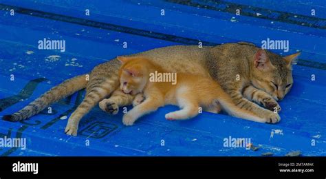 kitten playing with mother cat Stock Photo - Alamy