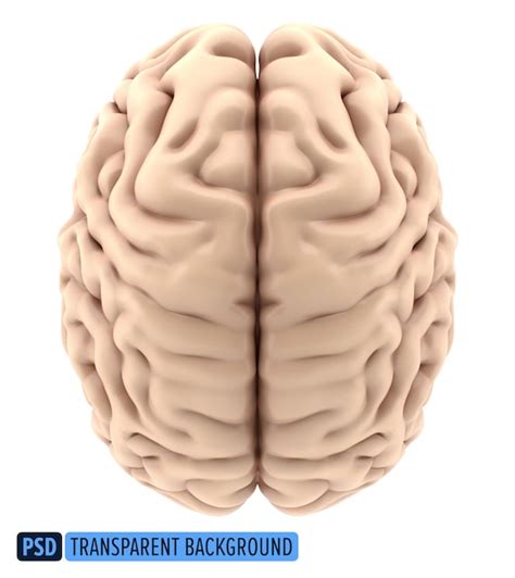 Vista Superior Del Cerebro Humano En 3D Sobre Un Fondo Transparente