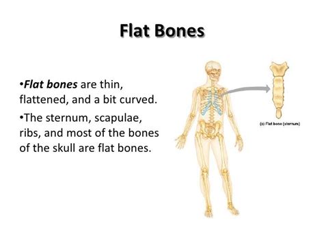 Flat: Flat Bones