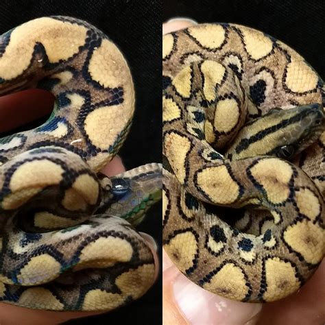 Peruvian Rainbow Boas - Rainbow Boas - MorphMarket Reptile Community