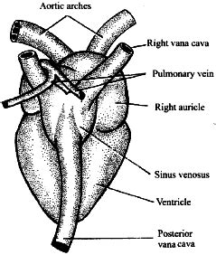 Draw a labelled diagram of heart of frog showing external features. - Sarthaks eConnect ...