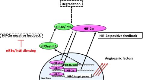 Frontiers Hypoxia Inducible Factor As An Angiogenic Master Switch