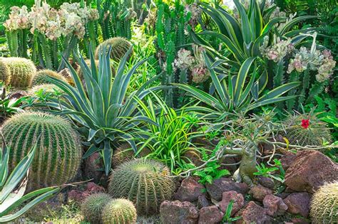 16 Agave Plants In Pots Brodieminna