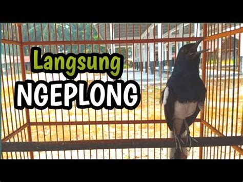 Awal Terapi Kacer Ngeplong Pagi Buat Pancingan Kacer Bahan Ikut Nyaut