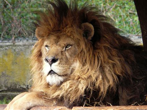 Stinki – SALZBURGWIKI