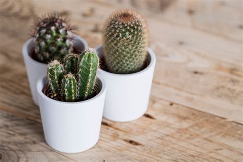 Dove Tenere I Cactus In Casa Ecco Come Curarli