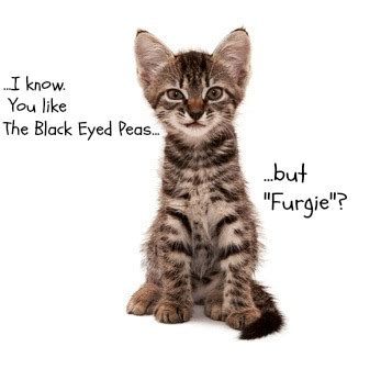 18 Cute Kitten Names That Match Your Cat’s Petsonality!