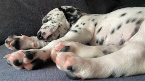 163 best Dalmation images on Pholder | Aww, Pics and Popculturechat