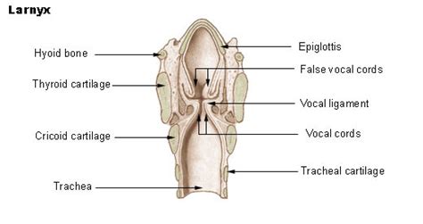 Larynx Or Voice Box Anatomy Position Function Disorders