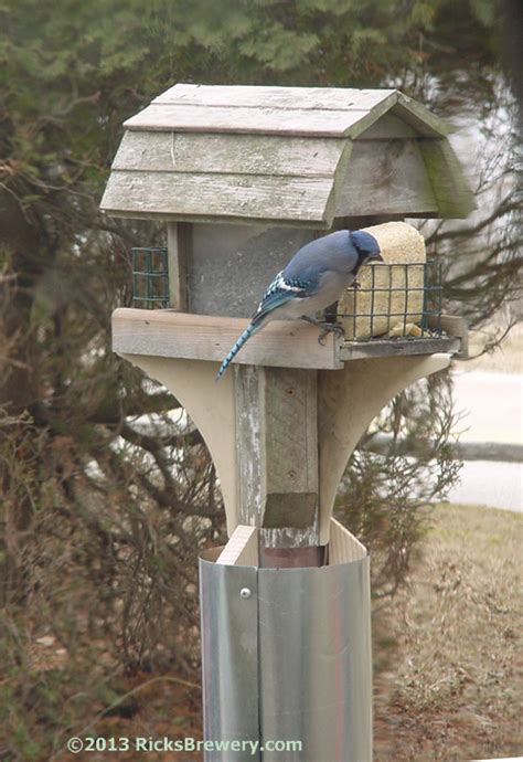 Raccoon-Squirrel Proof Bird Feeder Plans - Rick's Brewery Historical Site