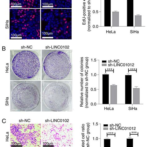 Linc Knockdown Suppresses The Proliferation And Migration Of