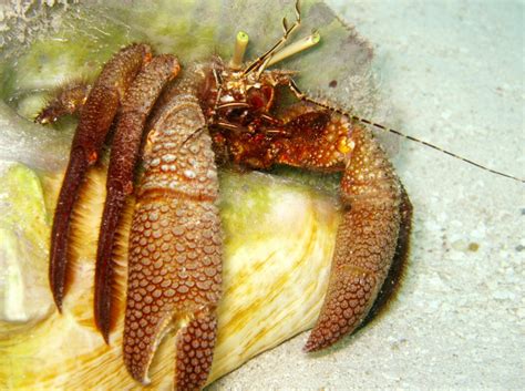 Giant Hermit Crab Petrochirus Diogenes Belize Photo 7 Tropical