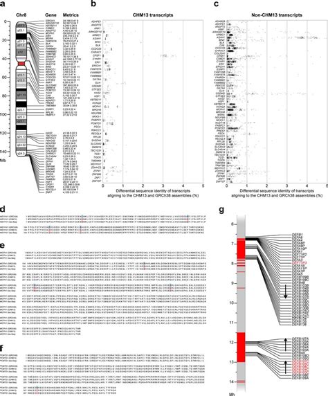 Genes With Improved Alignment To The CHM13 Chromosome 8 Assembly