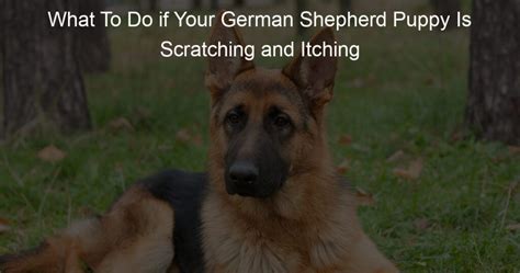 What To Do If Your German Shepherd Puppy Is Scratching And Itching