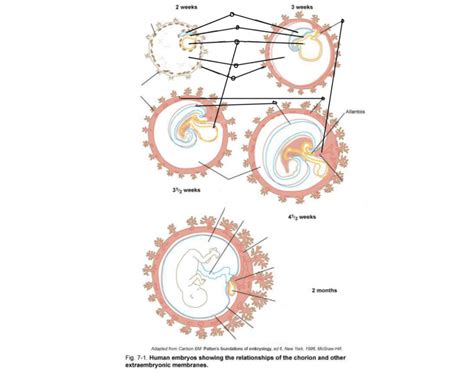 Embryo: Chorion and extraembryonic membranes Quiz