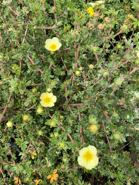 Heesterganzerik Kopen Potentilla Fruticosa Primrose Beauty