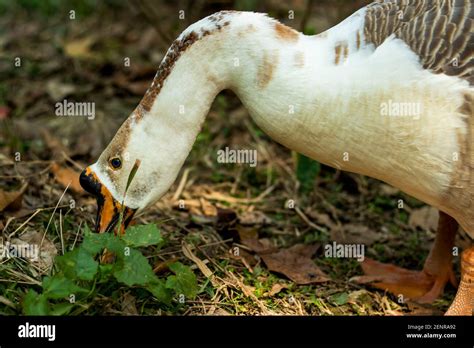 Le Canard Freckled Ou Stichtonetta Naevosa Anserini Est Une Tribu De