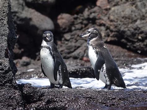 Best Islands in the Galapagos to see Wildlife - The Ultimate Guide