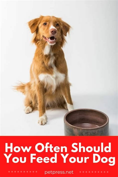 Dog Food Debate: How Often Should You Feed Your Dog?