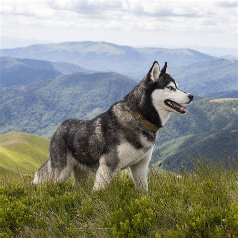 Día Nacional del Perro por qué se celebra cada 2 de junio en la