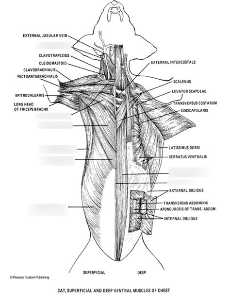 Cat Ventral Diagram Quizlet