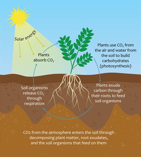 Soil Carbon Sequestration To Combat Climate Change A Real Solution