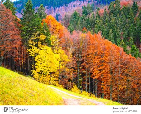 Laubfärbung im Herbst ein lizenzfreies Stock Foto von Photocase