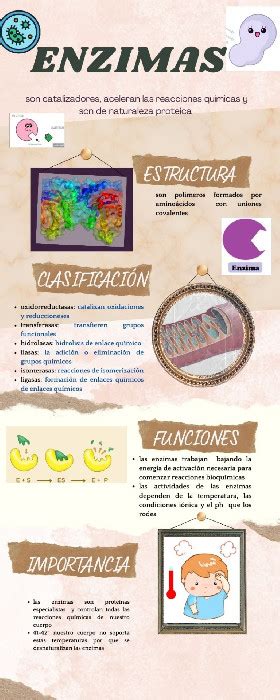 Infografía Enzimas Bioquimica Al Dia