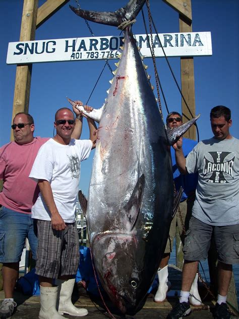 no fluke fishing: Five giant bluefin tuna caught this weekend