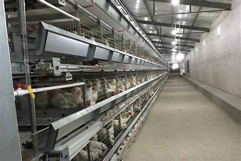 H Type Poultry Battery Cage LIVI