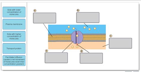 Solved Side With Lower Concentration Of Molecules Plasma Chegg