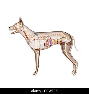 Hígado perro Canis lupus familiaris Anatomía aislado en blanco