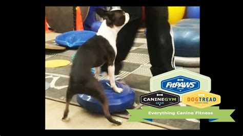 Fitpaws® Balance Disc Pivot 360 Dog Exercise Youtube