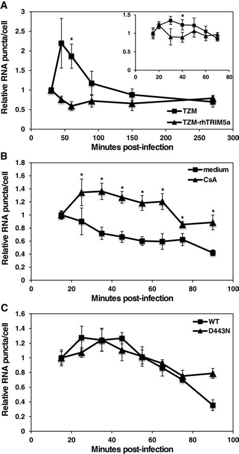 The kinetics of HIV 1 RNA staining is affected by rhTRIM5α TRIMCyp but