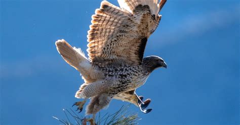 Brown and White Eagle Flying Near Tree · Free Stock Photo