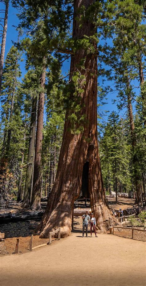 Mariposa Grove Trail: The Best Sequoia Hike in Yosemite National Park ...