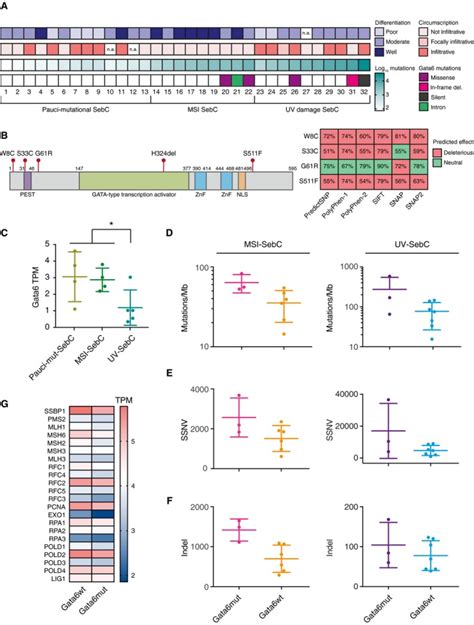 Mutant Lef1 controls Gata6 in sebaceous gland development and cancer - PMC 