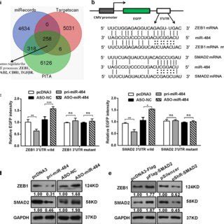 MiR 484 Directly Targets SMAD2 ZEB1 And Down Regulates Their