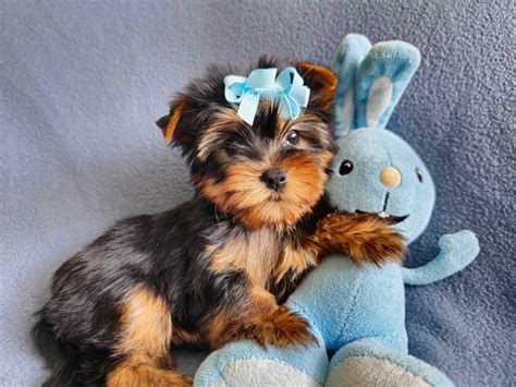 Chłopczyk Yorkshire Terrier Miniaturka z Rodowodem Częstochowa Północ